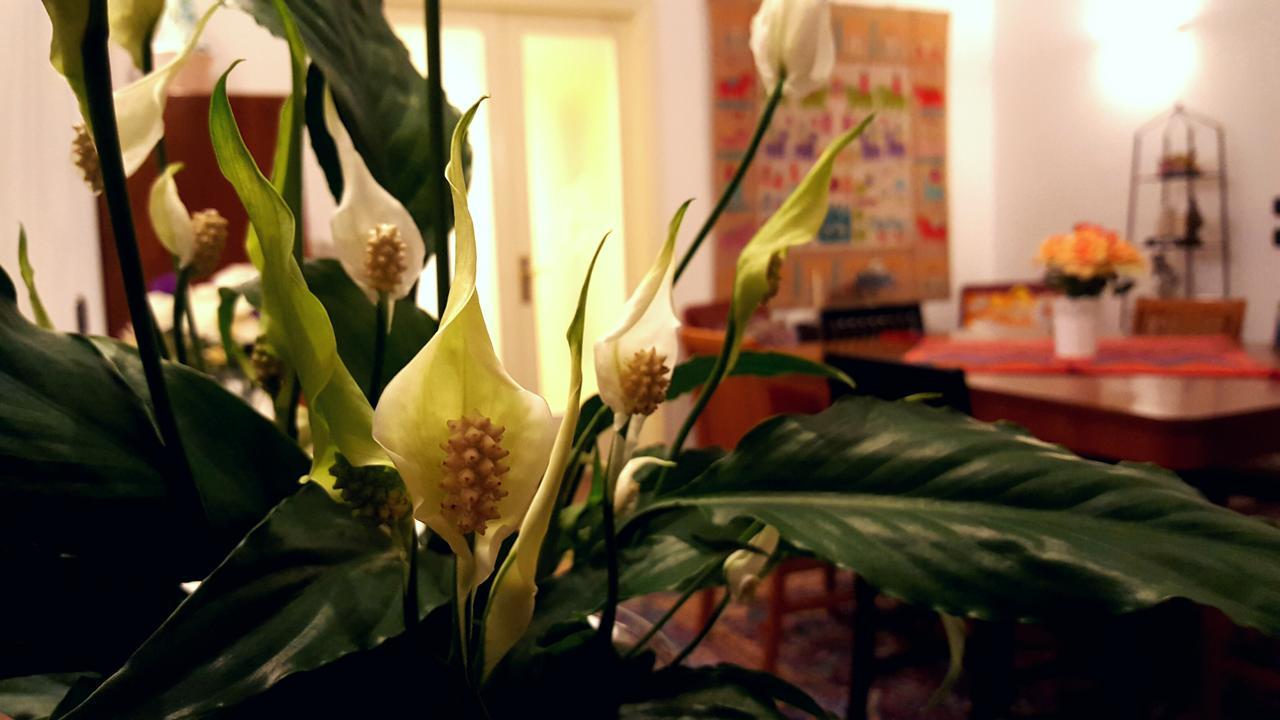 レッチェ Attico Barocco Bed & Breakfast エクステリア 写真